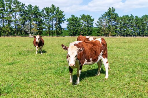 The healthy cows in a green paddock, in the Otaki region of the Kapiti Coast in New Zealand