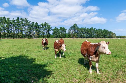 The healthy cows in a green paddock, in the Otaki region of the Kapiti Coast in New Zealand