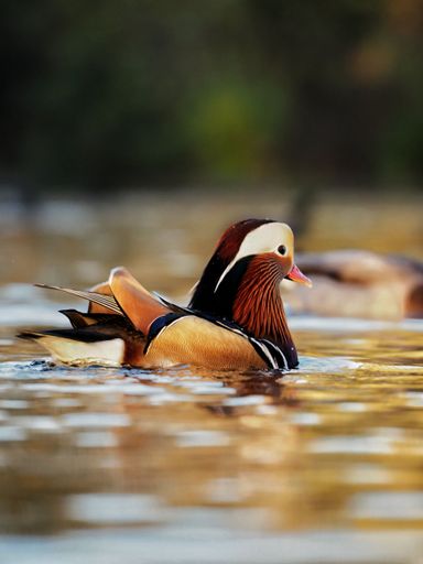 A closeup of a mandarin duck swimming in a pond, a vertical shot