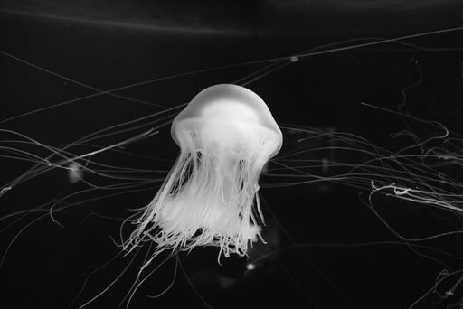 A greyscale shot of a Jellyfish