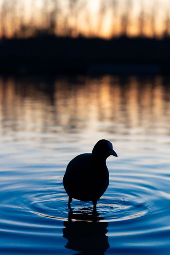 A vertical closeup silhouette of an Eurasian coot bird on a lake