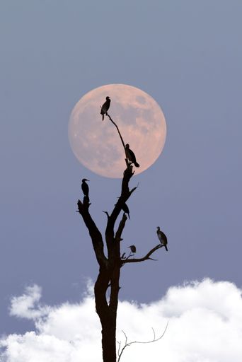 The silhouettes of cormorants on a tree against the background of the moon.