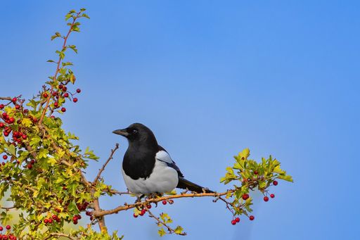 A black Magpie bird perched atop a tree branch, standing out against the bright blue sky