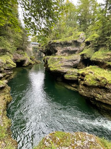 A vertical shot of a flowing river in a forest, surrounded by rocks and green plants
