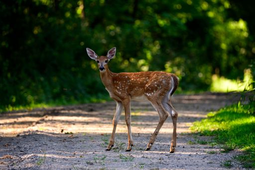A majestic white-tailed deer crossing the road in an evergreen forest