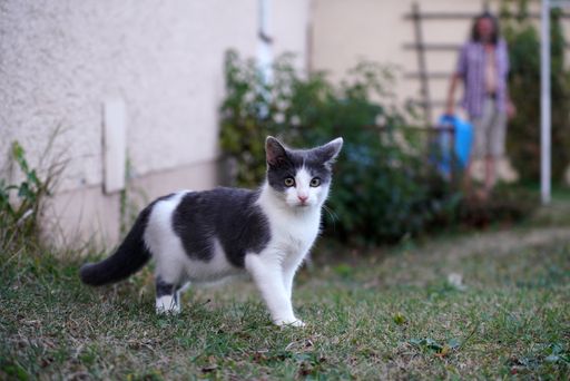 A selective focus of a cute white and gray kitten walking in a field at daytime