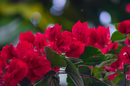 A selective focus shot of red paperflowers in the garden on bokeh background