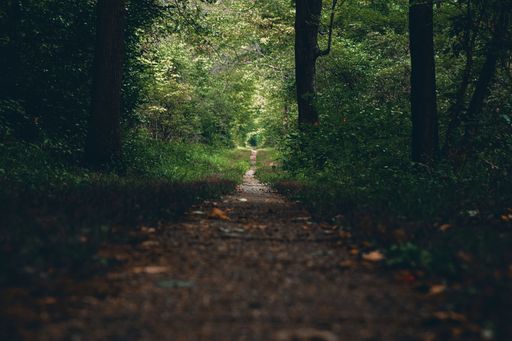 A long narrow pathway leading through a beautiful forest with green foliage