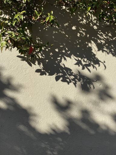 A vertical shot of a wall with the shadows of leaves from trees and plants