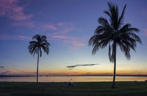 A closeup shot of palms on the coast, the sea, and cloudy sky during sunset