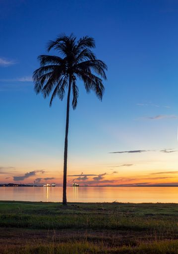 A vertical shot of palms on the coast, the sea, and cloudy sky during sunset