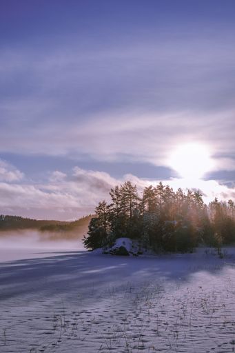 A vertical shot of trees in a forest during winter on a sunny day