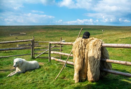 A white shepherd dog at a farmland a daytime