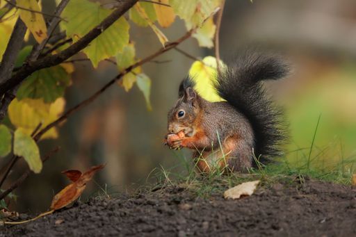 A closeup shot of a single Sciurine animal on a rock in blurred background.