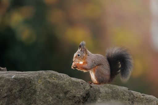 A closeup shot of a single Sciurine animal on a rock in blurred background.