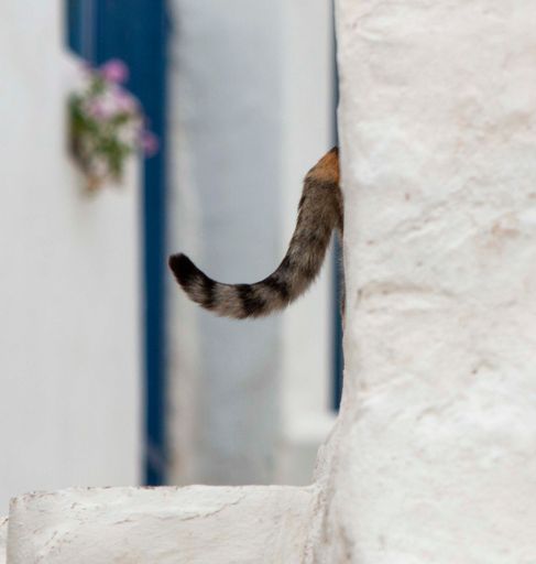 A vertical shot of a cute cat with only tail visible entering a building with a white facade