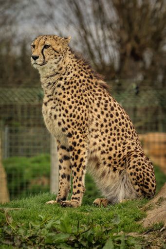 A vertical shot of a cheetah sitting on fresh green grass in the zoo