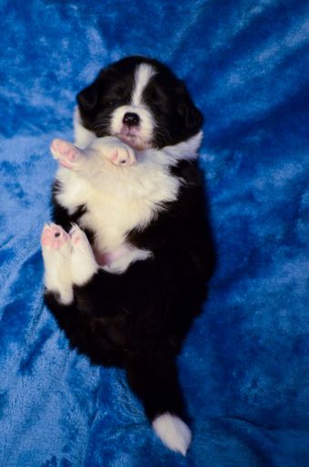 A vertical shot of an adorable border collie puppy posing on a soft blue background