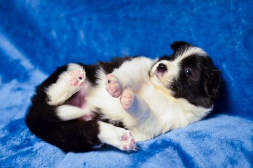 A closeup shot of an adorable border collie puppy posing on a soft blue background