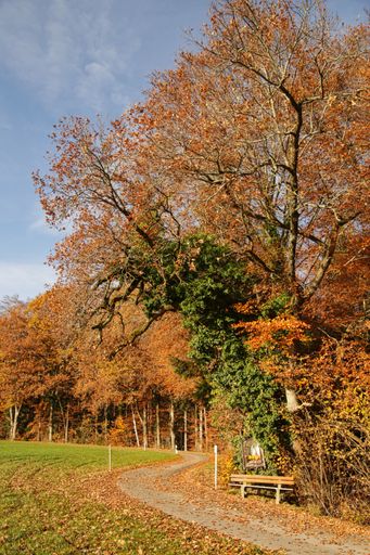 A vertical shot of a bench near a road in a park surrounded by trees covered with autumn leaves