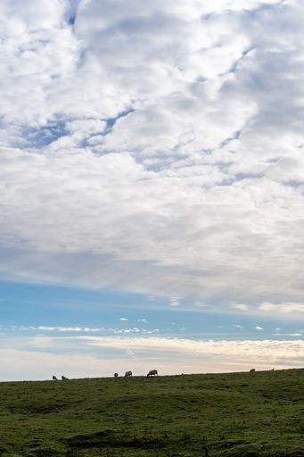 A vertical shot of grazing animals in a grassy field under a blue cloudy sky