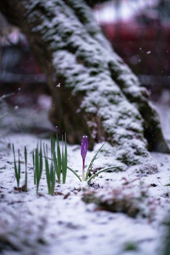 A vertical selective focus low angle shot of the flower called Crocus during winter