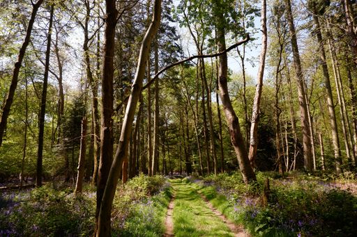 A side road illuminated by sunlight, in a peaceful dense forest on a sunny day, with flowers along the road
