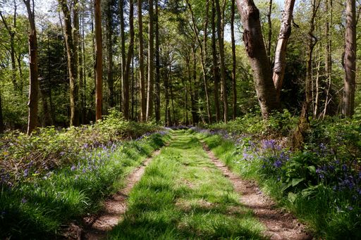 A mesmerizing shot of a dirt road through forest, grass, and lavenders on the sides