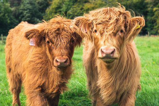 A closeup of two Scottish Highland calves against the trees