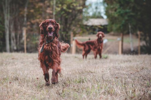 A beautiful Irish Setter dog playing on the field.