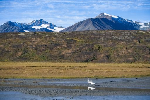 Two trumpeter swans, Cygnus buccinator, on a lake in the mountains, Yukon, Canada