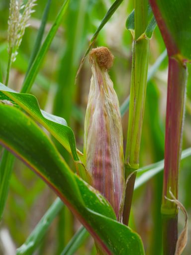 A vertical shot of a corn plant bearing a fruit
