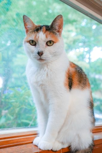 A closeup shot of a Calico white cat with orange and black spots, sitting in the window, with a green tree in the background