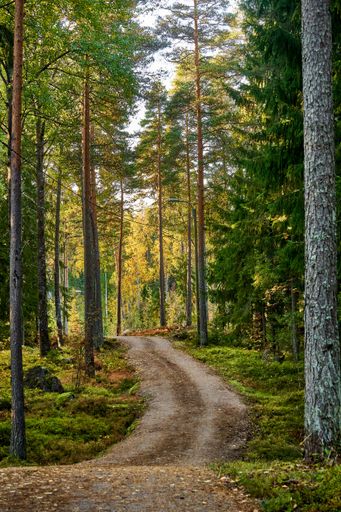 Gravel hiking path leading through forest