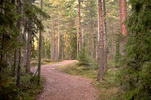 Gravel path leading through forest