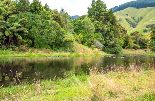 A beautiful view of swimming ducks in a river and green trees