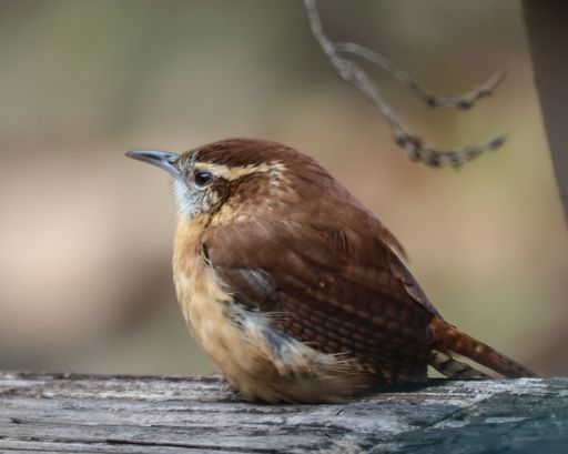 A closeup shot of a small Carolina Wren (Thryothorus ludovicianus) resting on the blurred background