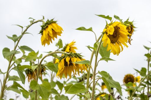 A closeup shot of sunflowers isolated on a white background