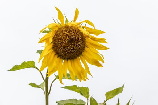 A closeup shot of a sunflower isolated on a white background