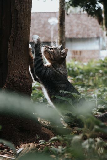 A vertical selective focus of a cat trying to climb a tree in the daytime