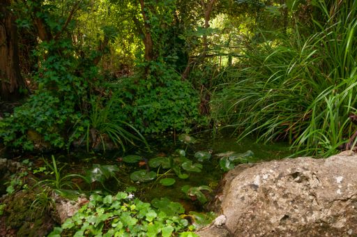 A small pond surrounded by bright green plants