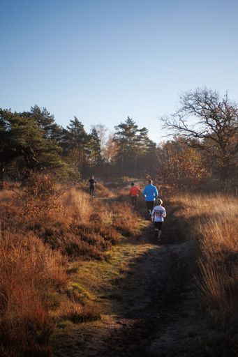 Group of runners doing their morning run in the morning during sunrise