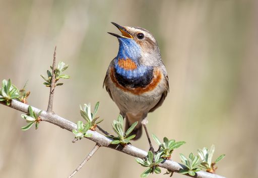 A macro shot of a chirping Bluethroat bird perched on a branch on an isolated background