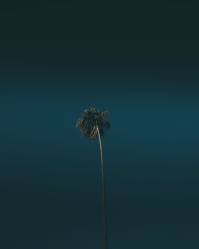 A vertical shot of a lonely palm tree with a dark blue sky background