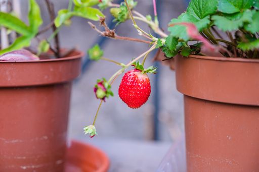 A selective focus shot of a strawberry hanging from a pot