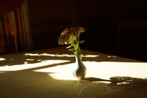 A selective focus shot of an indoor flower in a small vase on a table with the sun shining on it