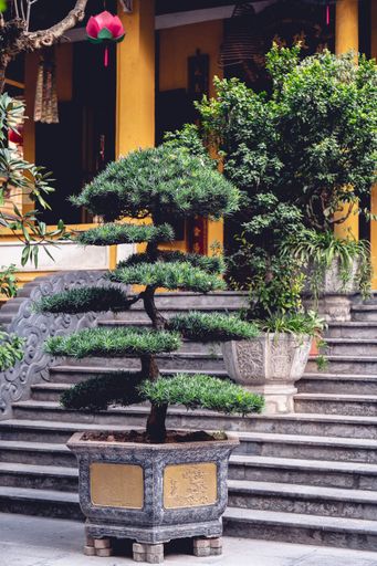 A vertical shot of a potted bonsai tree as decoration near a Buddhist Temple in Vietnam