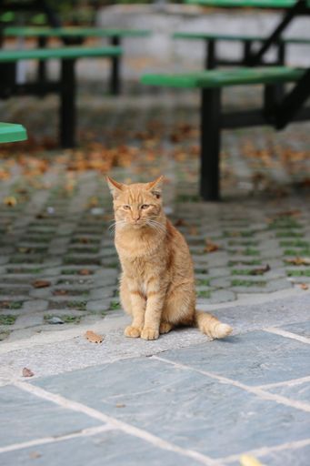 A vertical shot of an adorable stray ginger cat in the street