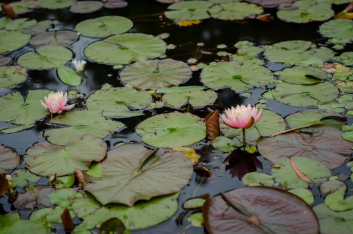 A closeup shot of beautiful pink Nymphaea nelumbo flowers in the water with big leaves