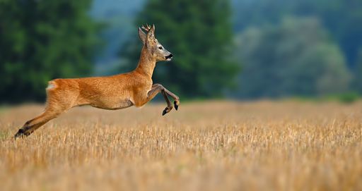 A scenic shot of a jumping brown Roe deer in the field against the trees